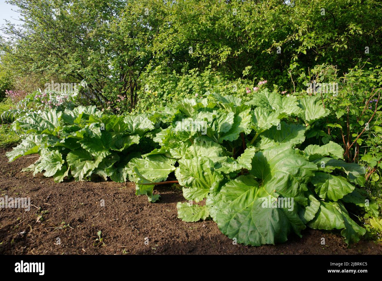 Tufts of rhubarb in a vegetable garden Stock Photo