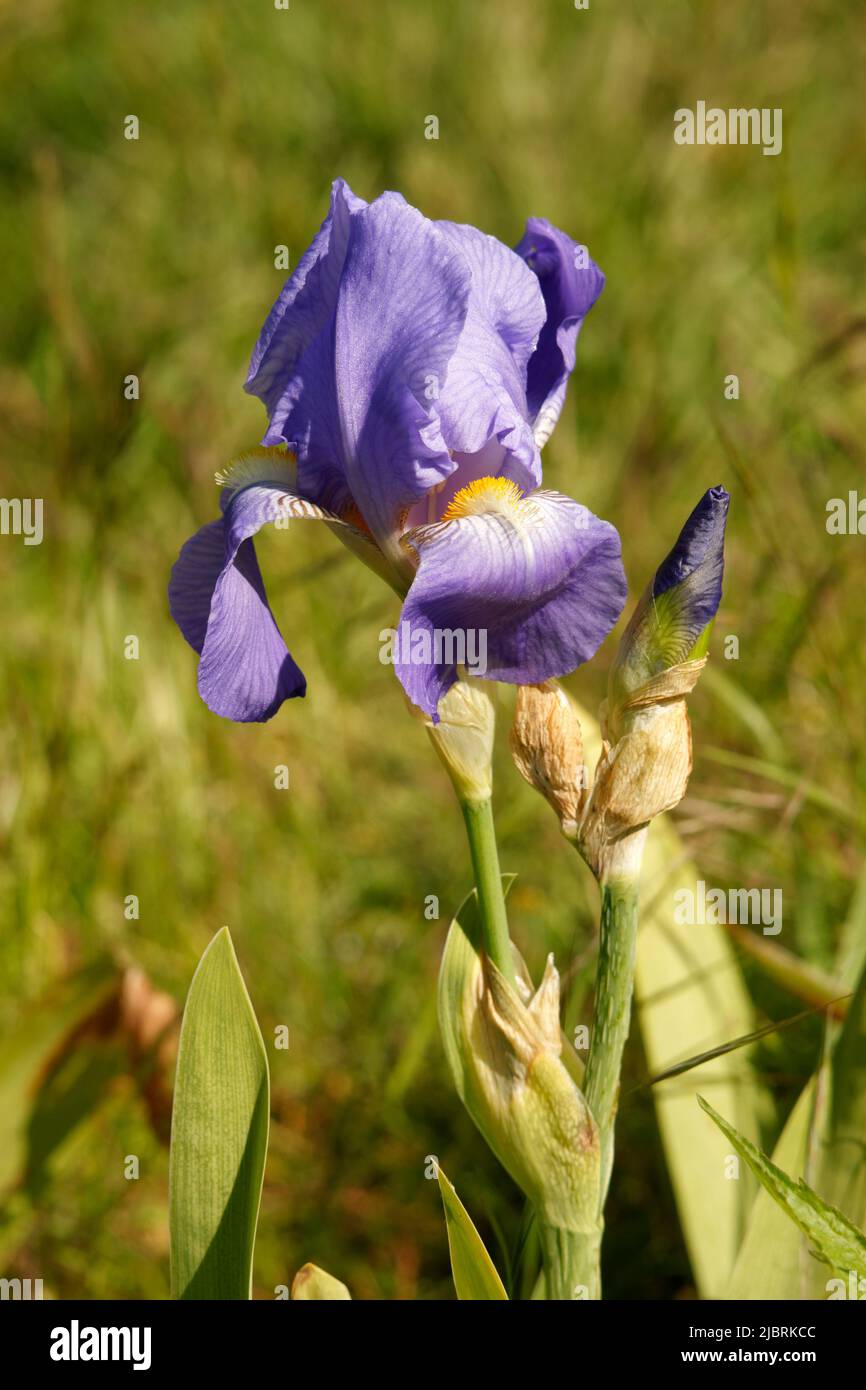 Flower of iris (Iris germanica, hybrid Barbata -Elatior) in bloom, in may, in a garden. Stock Photo