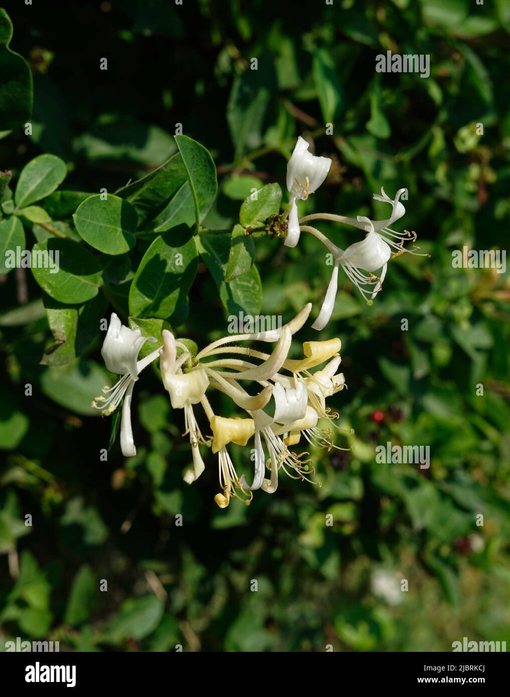 Flower of Italian honeysuckle (Lonicera caprifolium). Stock Photo