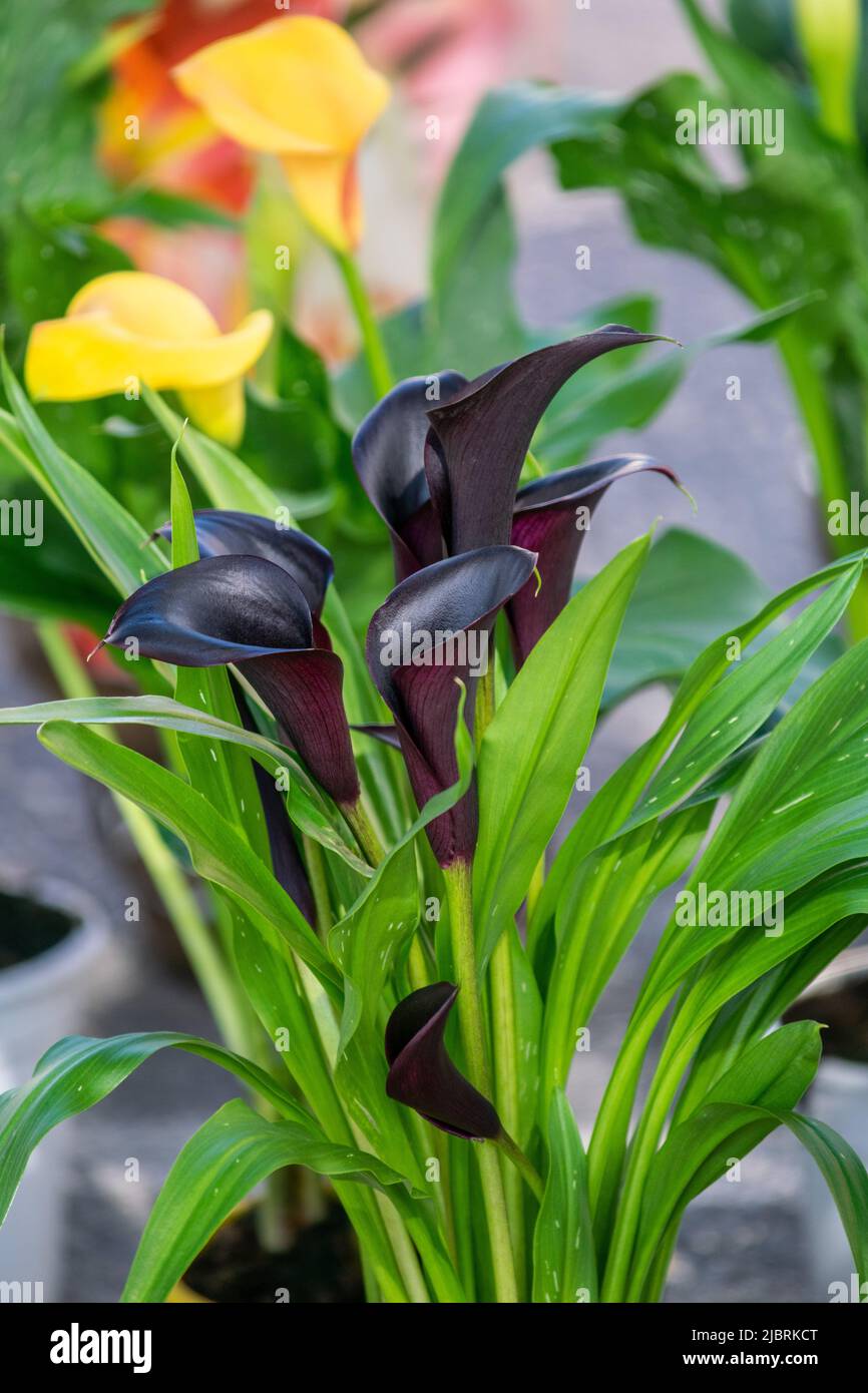 a image of the black flowers of a spotted calla lily potted plant at a