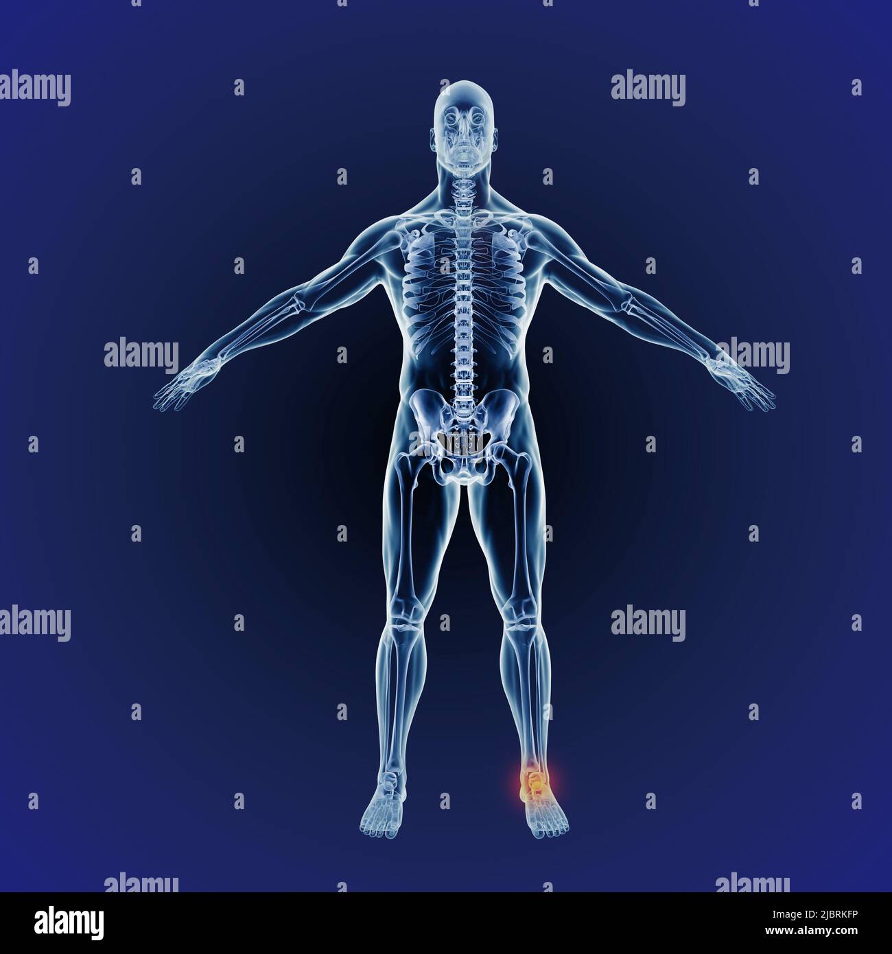 Angle and joint pains. When inflammation strikes. A full length cgi representation of the human body indicating the skeletal structure. Stock Photo