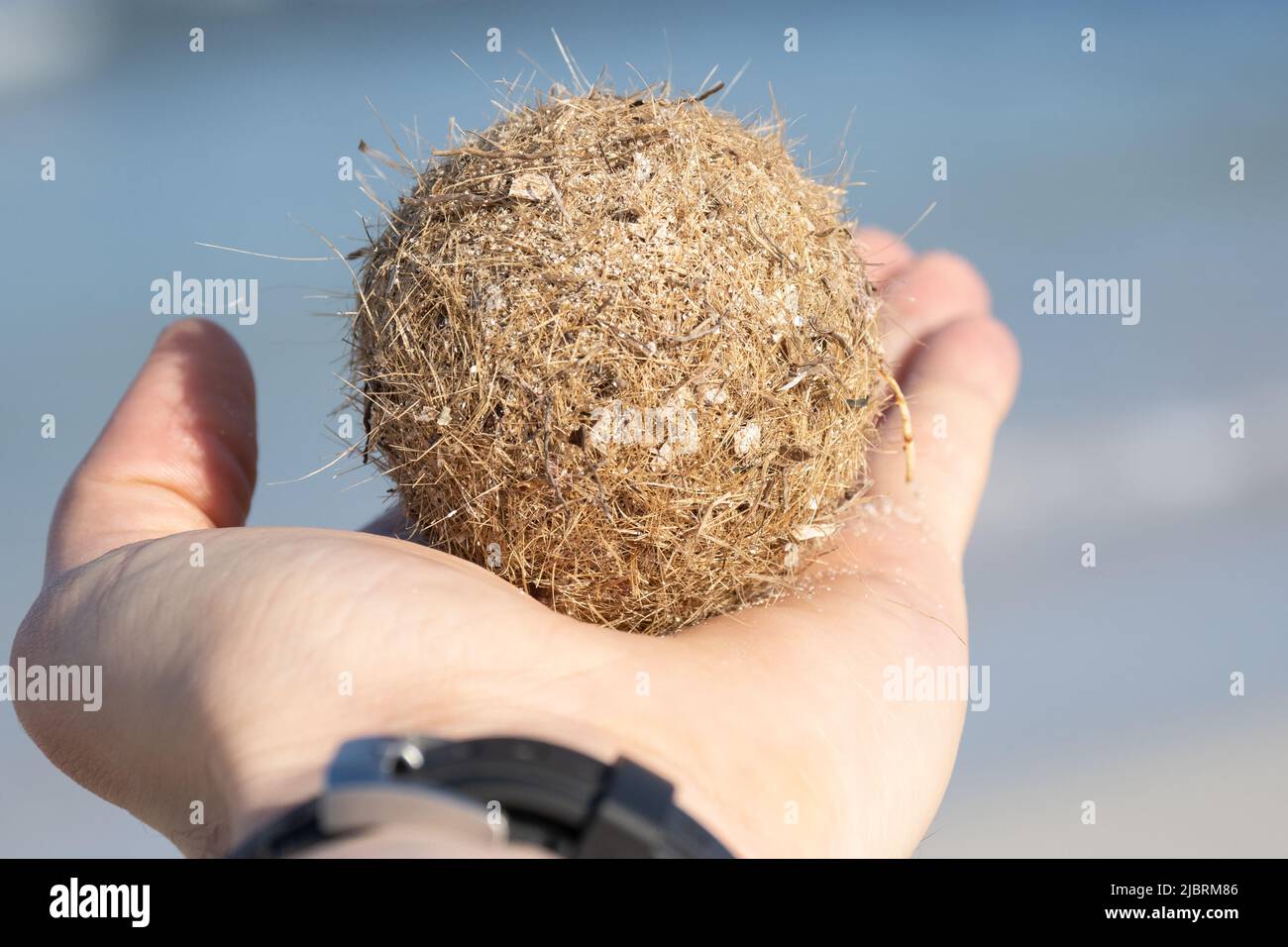 Closeup photography of adult human left hand with one hairy brown ball of seagrass rhizome and marine plant material called Sea Ball or Pillae Marinae Stock Photo