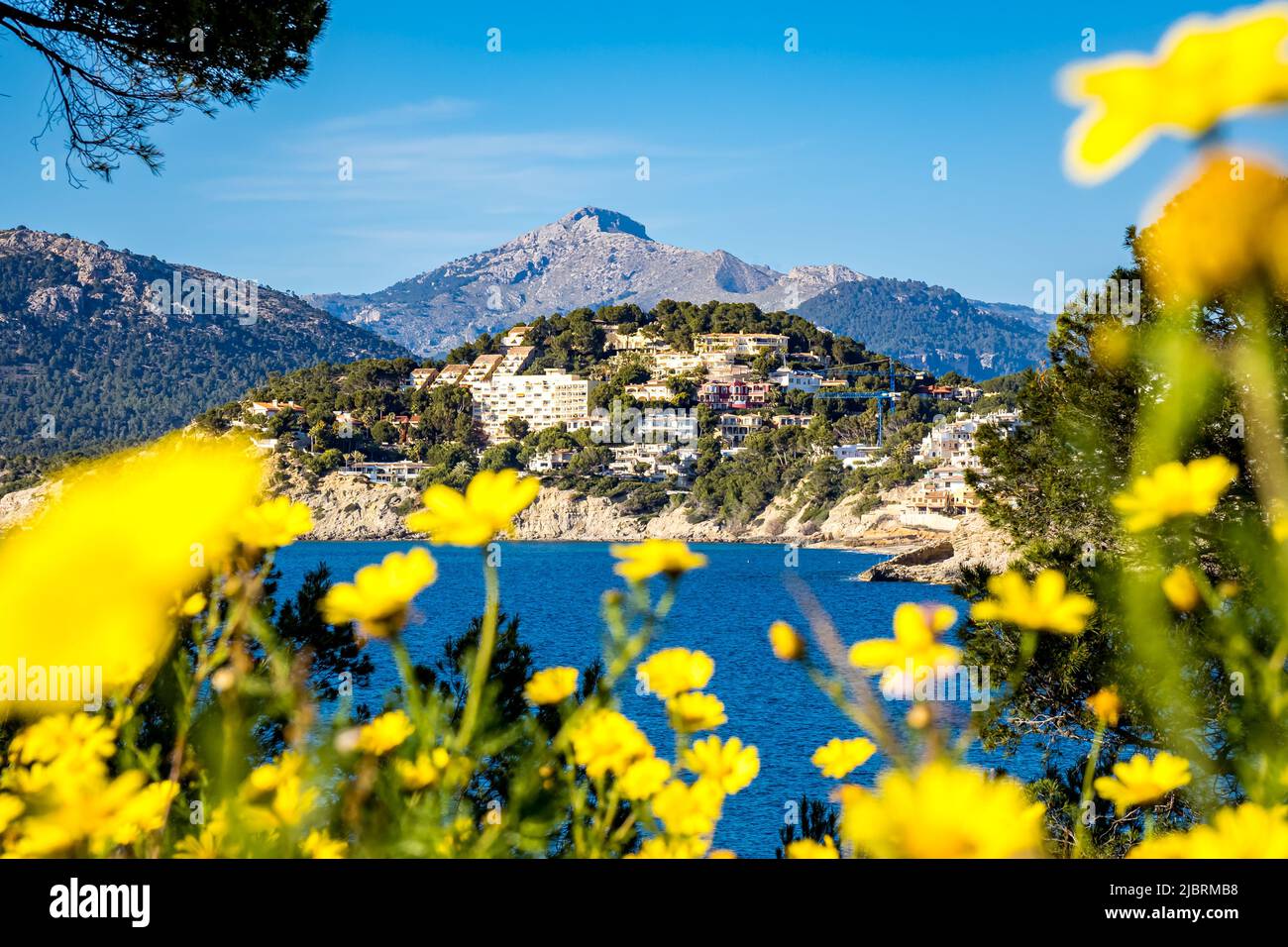 Yellow chamomile in front of the bay Cala de Santa Ponsa with sunlit residential apartment buildings of Costa de la Calma in the background. Stock Photo