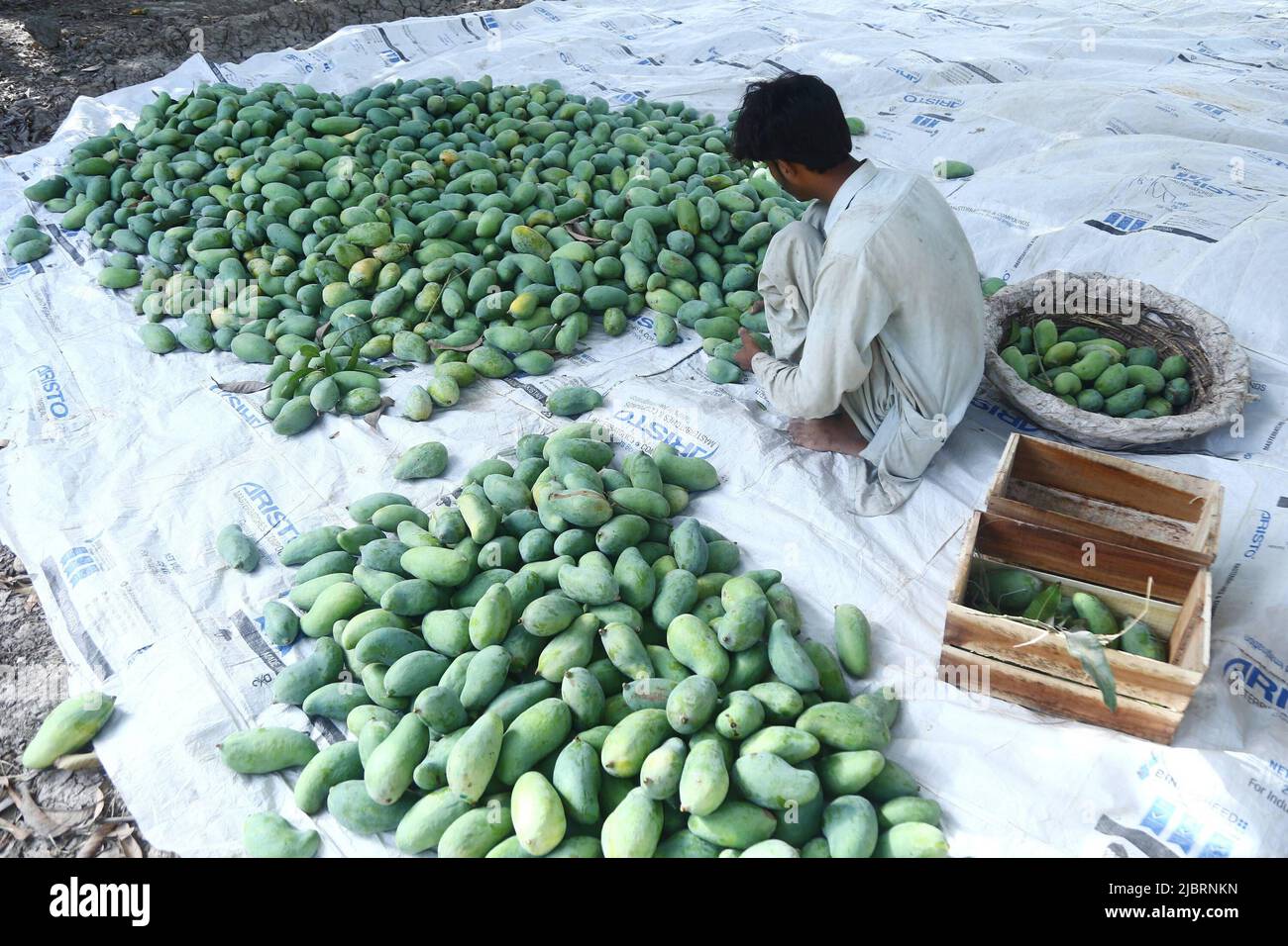 Hyderabad. 8th June, 2022. A worker checks harvested mangoes at an orchard on the outskirts of