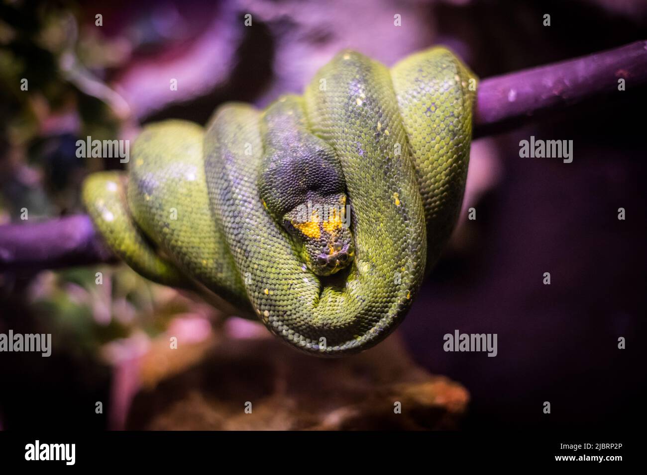 Close up of a Green Boa snake in a tree. Stock Photo