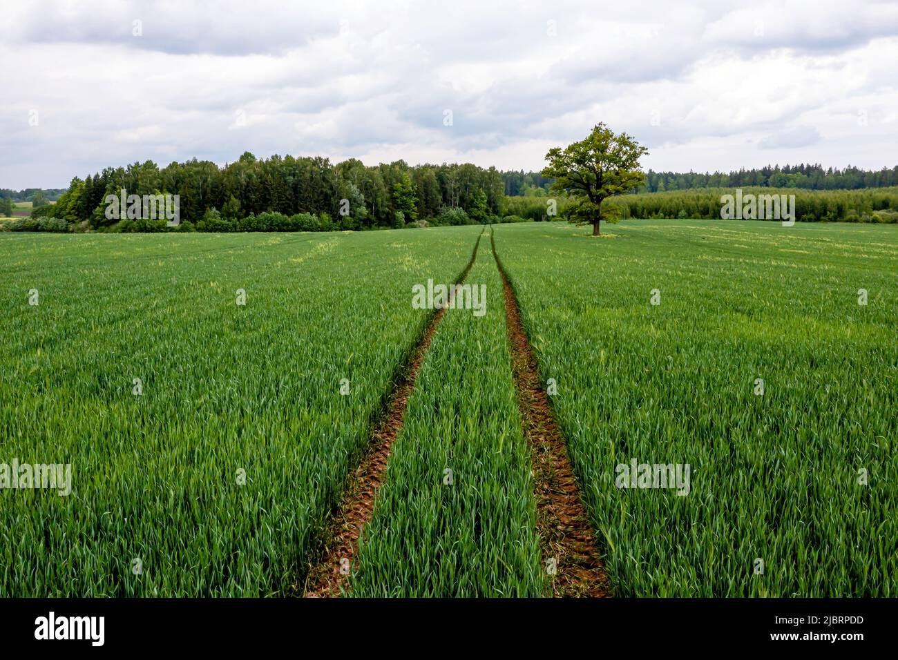 aerial drone view of single tree in agricultural field, a lone tree in ...