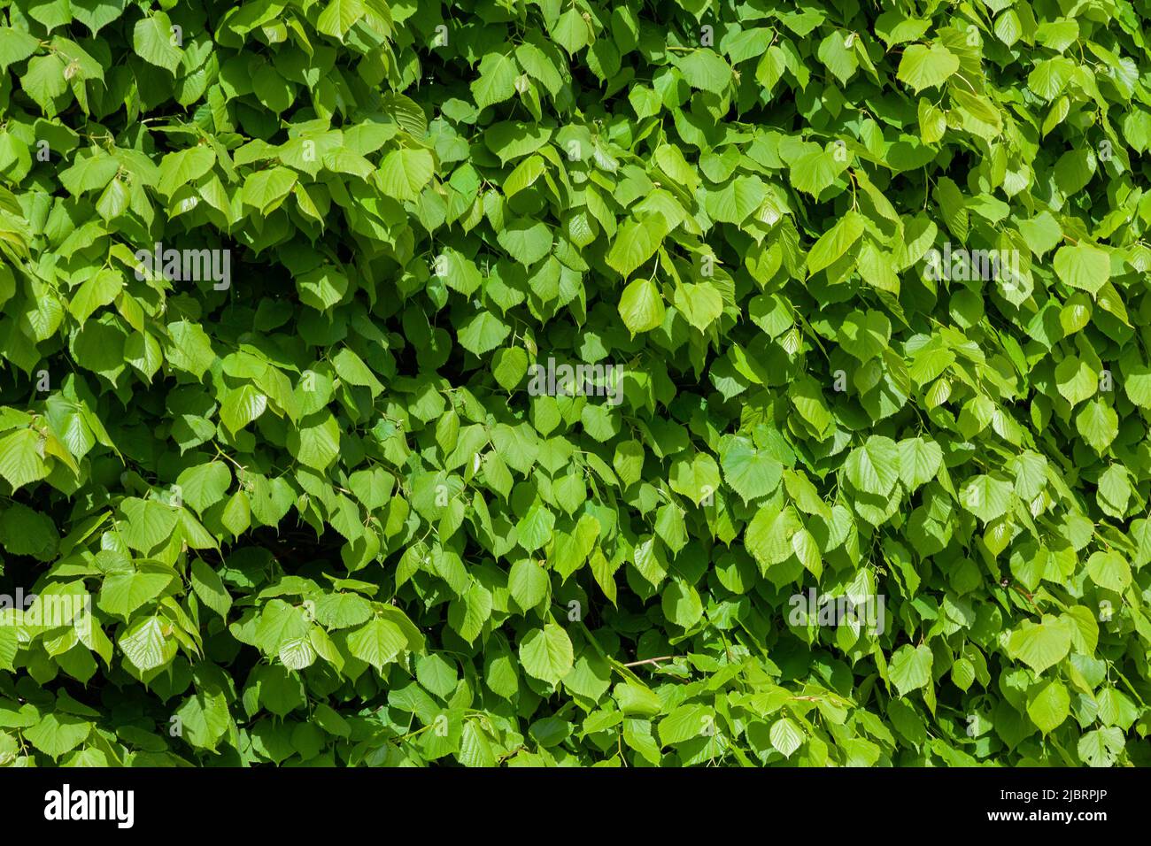 Background image - fresh green foliage of a lime tree Stock Photo - Alamy