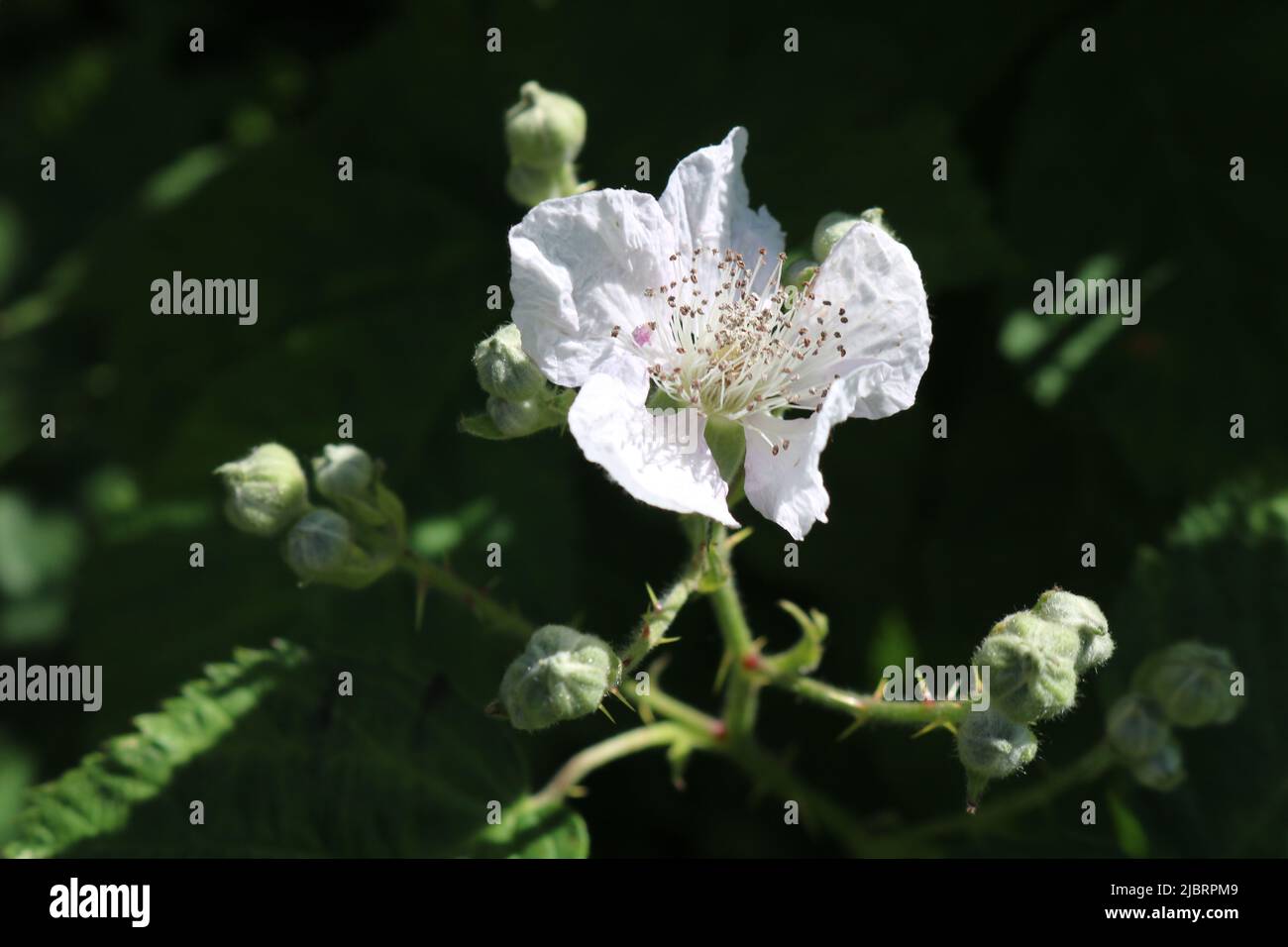 Flowering blackberry bush Stock Photo