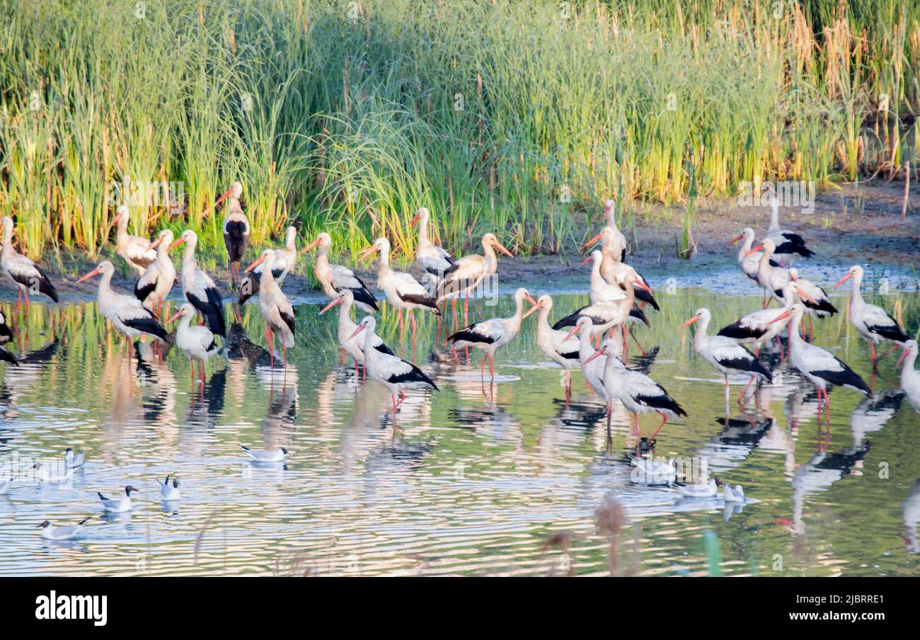 Many birds storks and seagulls on shore of lake near green reeds at dawn sunset. A flock of storks stand, eat, clean themselves in water near shore. Many white river gulls swim nearby in water Stock Photo