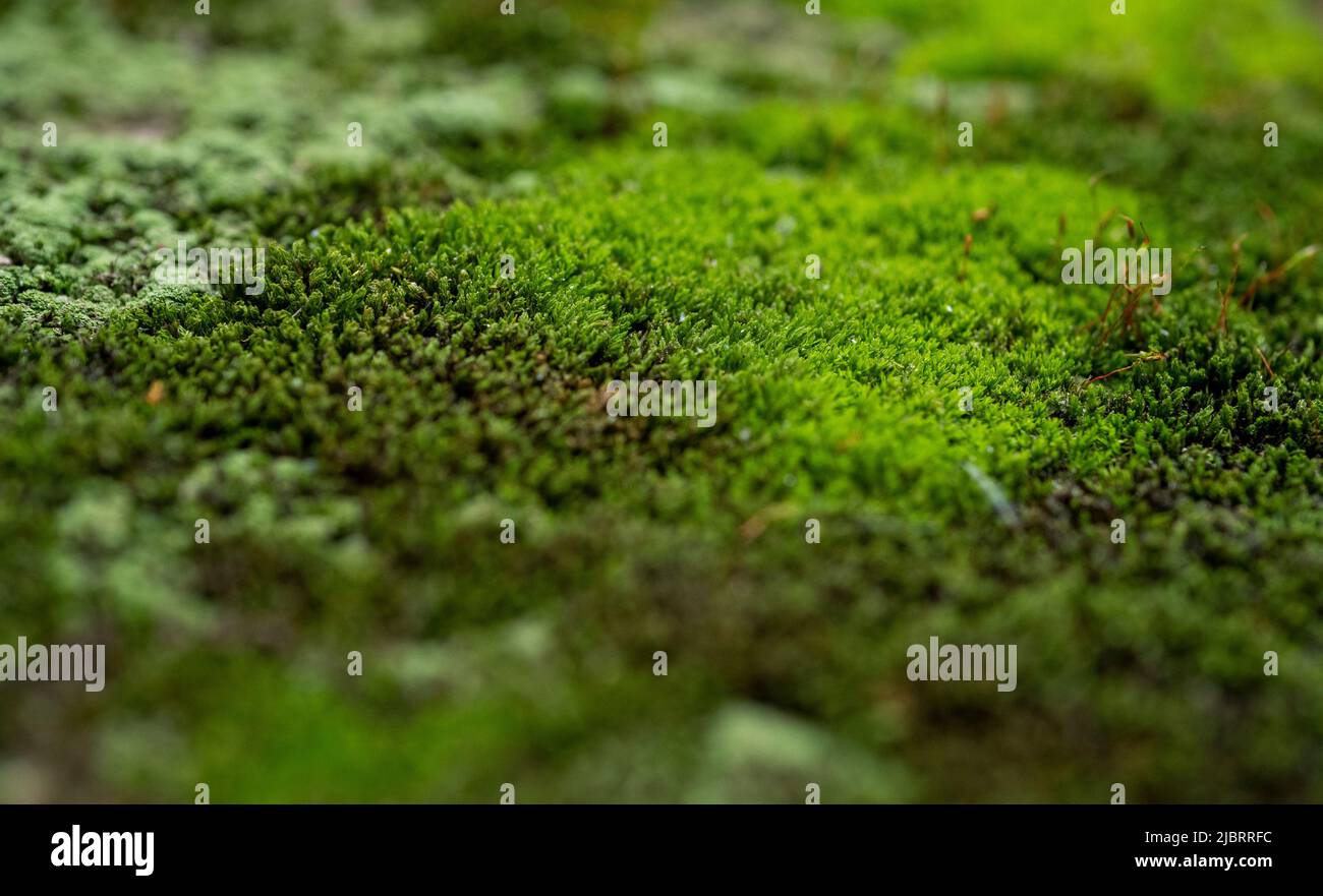 Grunge fungus nature plant hi-res stock photography and images - Alamy