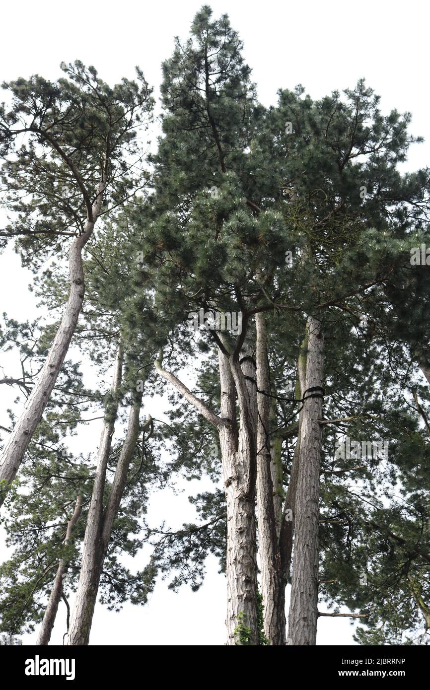 Tall trees in nature hi-res stock photography and images - Alamy