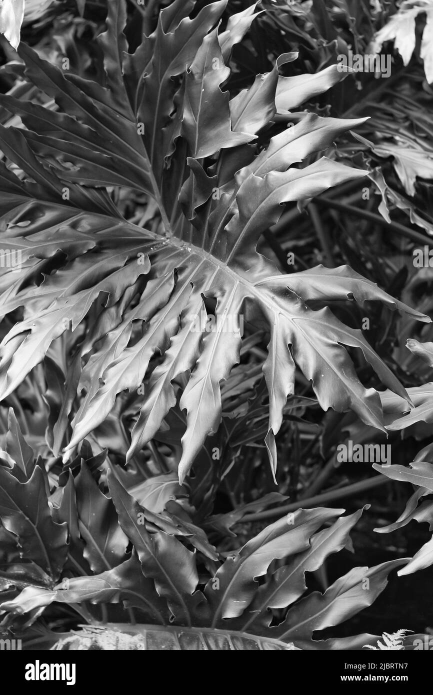 Lush tropical plants growing in the hot jungle in black and white Stock ...