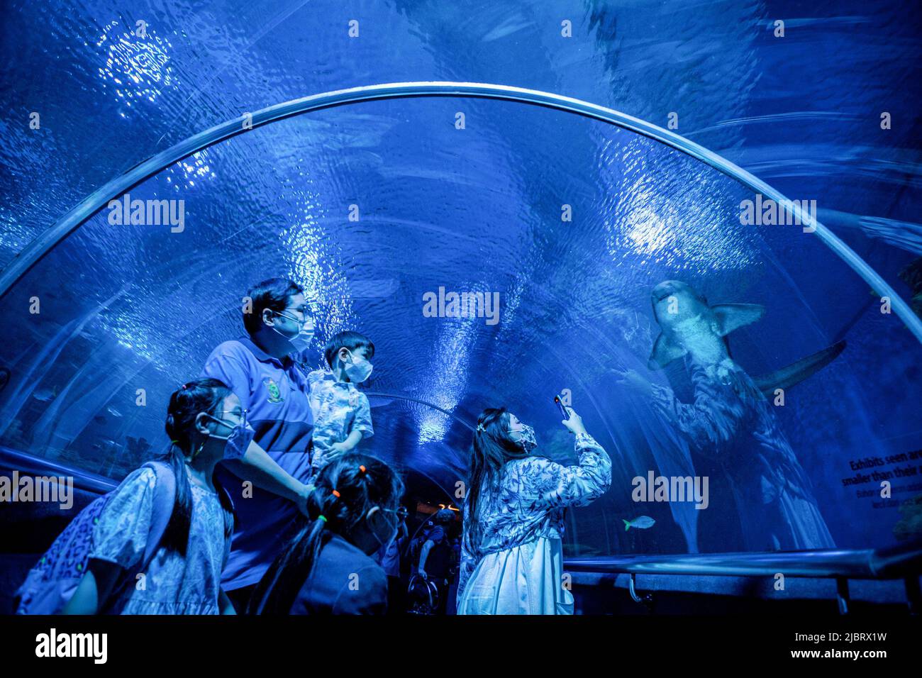 Kuala Lumpur, Malaysia. 08th June, 2022. Visitors to Aquaria KLCC enjoy the marine life on display in the main aquarium tunnel of Aquaria KLCC on the occasion of World Ocean Day in Kuala Lumpur. Credit: SOPA Images Limited/Alamy Live News Stock Photo