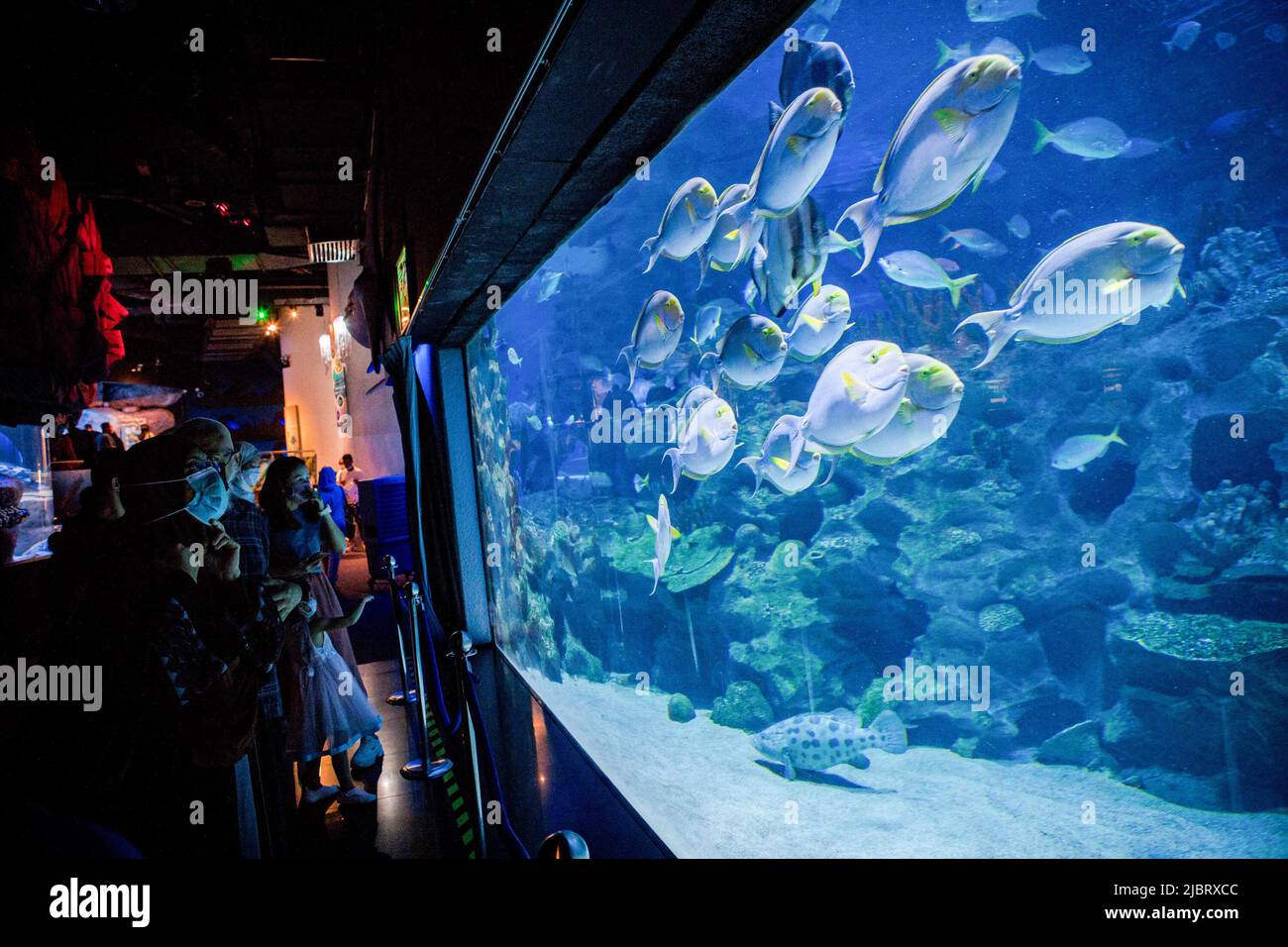 Kuala Lumpur, Malaysia. 08th June, 2022. Visitors to Aquaria KLCC enjoy the marine life on display at Aquaria KLCC on the occasion of the World Ocean Day in Kuala Lumpur. (Photo by Syaiful Redzuan/SOPA Images/Sipa USA) Credit: Sipa USA/Alamy Live News Stock Photo
