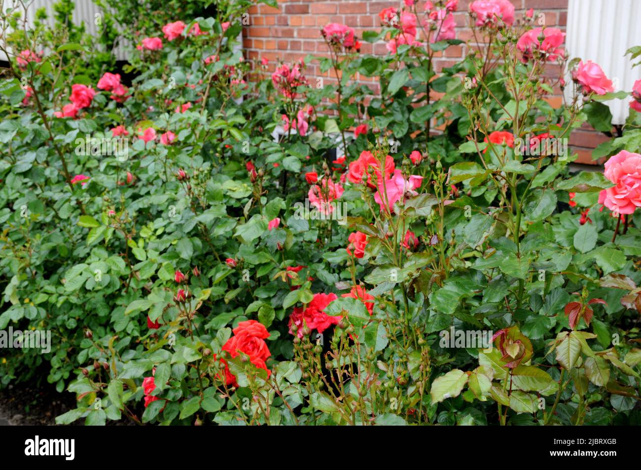 Kastrup/Copenhagen/Denmark/08 June 2022/Various colour roses and rose ...