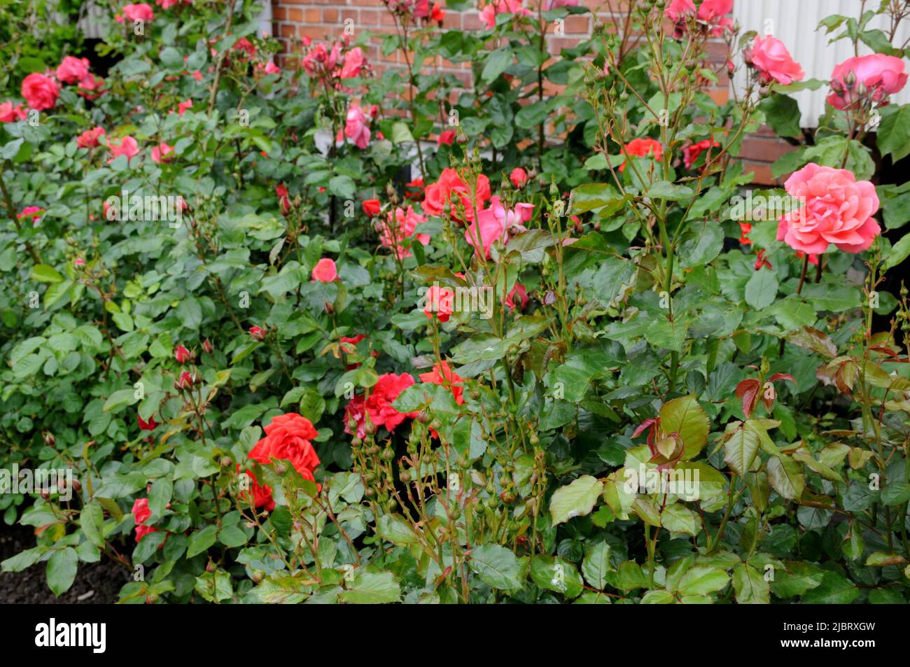 Kastrup/Copenhagen/Denmark/08 June 2022/Various colour roses and rose ...