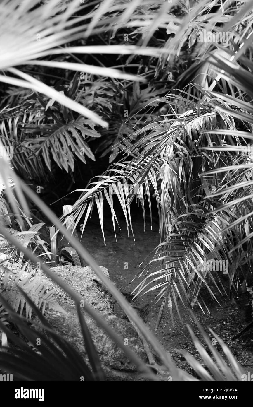 Lush tropical plants growing in the hot jungle in black and white Stock ...