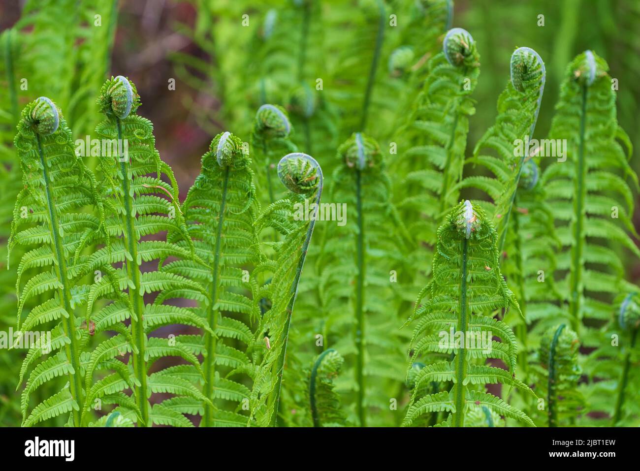 France, Maine et Loire, Angers, Terra Botanica, fern (Matteuccia struthiopteris) Stock Photo