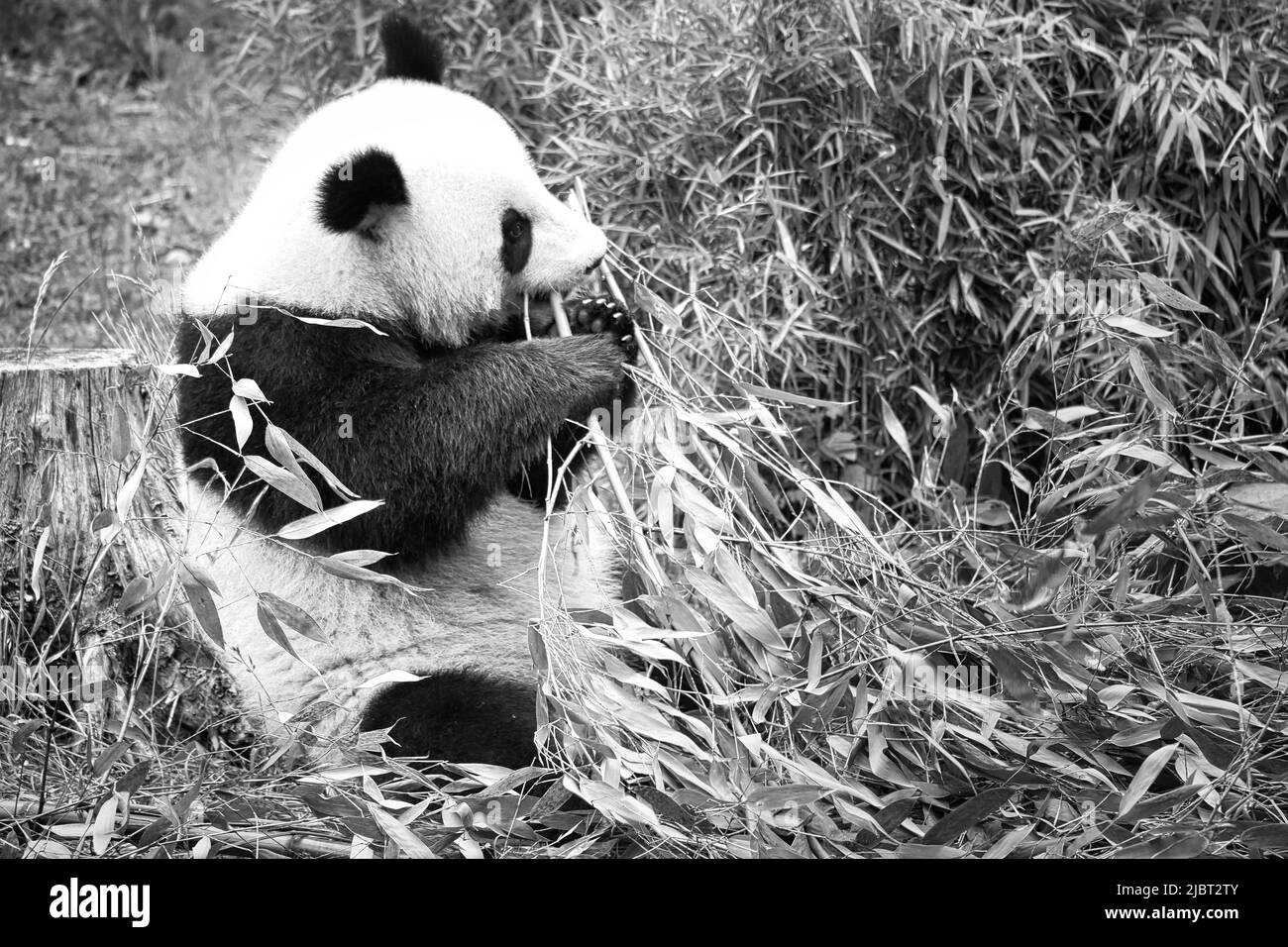big panda in black and white, sitting eating bamboo. Endangered species. Black and white mammal that looks like a teddy bear. Deep photo of a rare bea Stock Photo