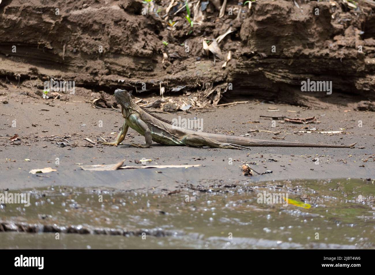 Costa Rica, Limon Province, Tortuguero National Park, Green Iguana (Iguana iguana) Stock Photo