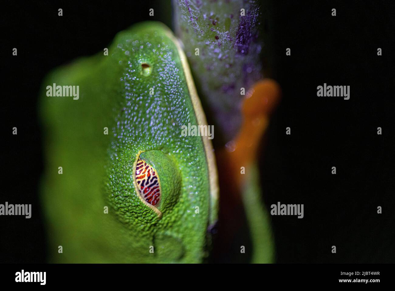 Costa Rica, Limon Province, Tortuguero National Park, Red-eyed tree frog (Agalychnis callidryas) Stock Photo