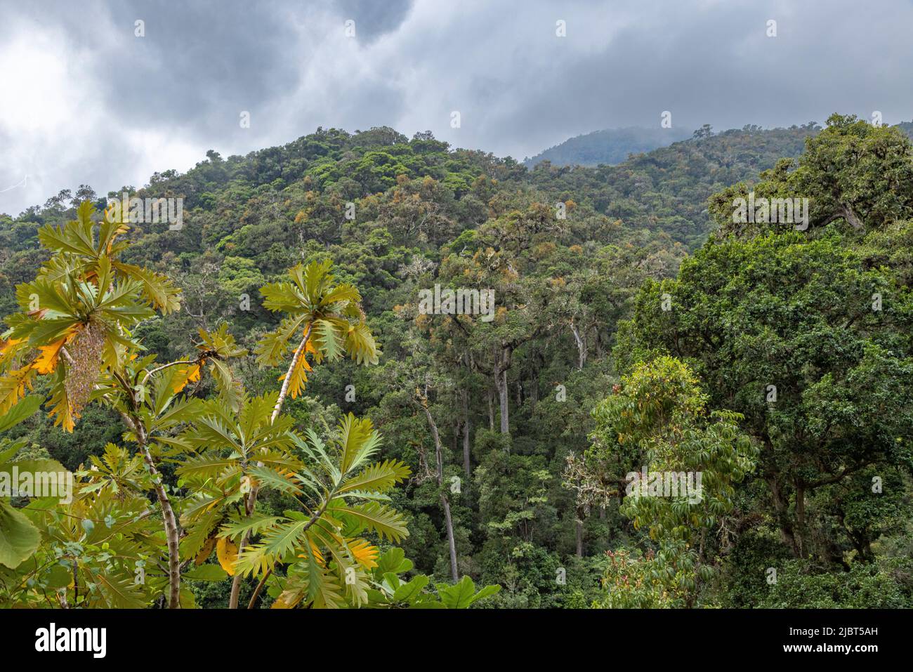 Costa Rica, San Jose province, San Gerardo de Dota, the valley Stock Photo