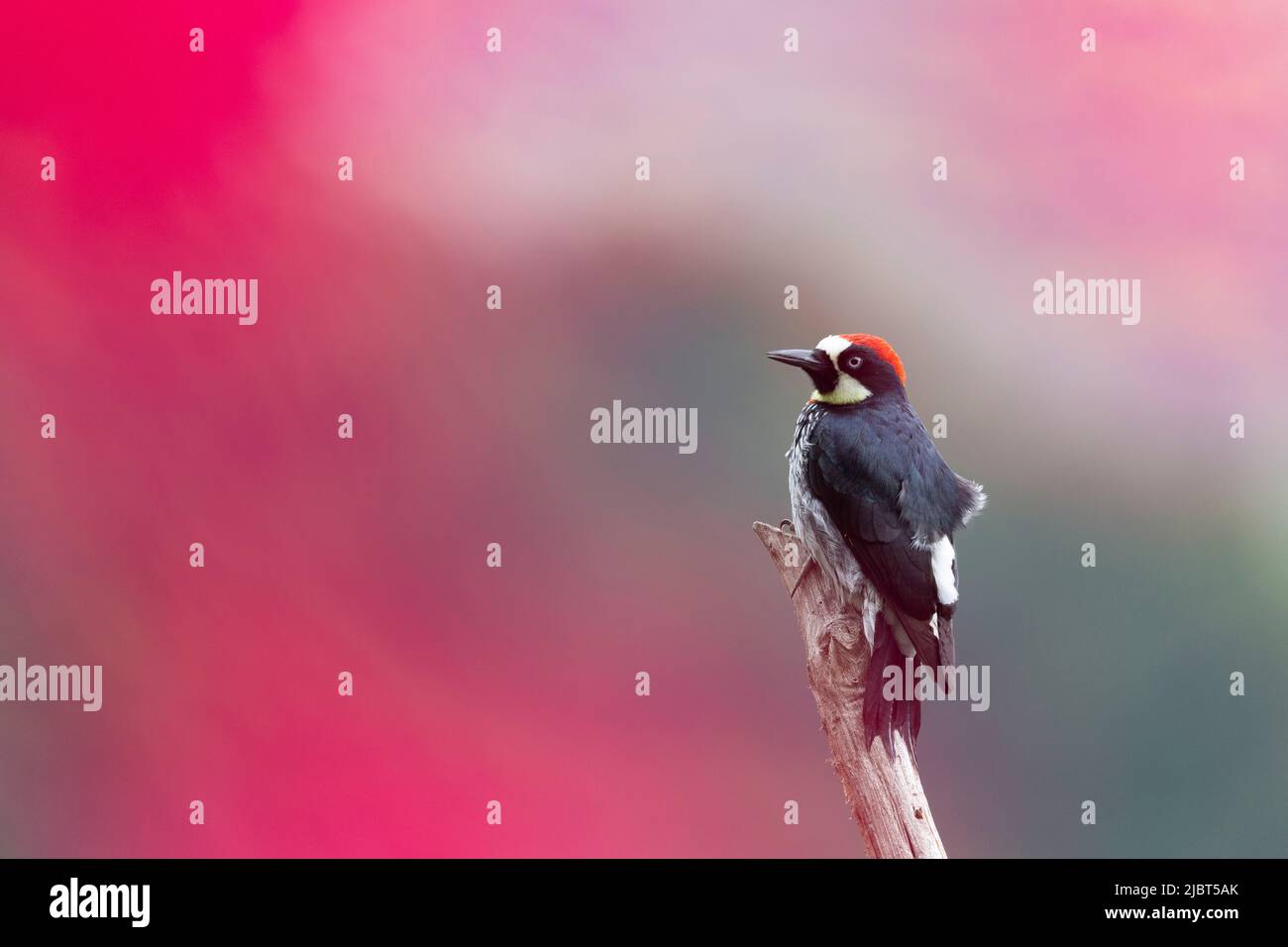 Costa Rica, San Jose Province, San Gerardo de Dota, Acorn Woodpecker