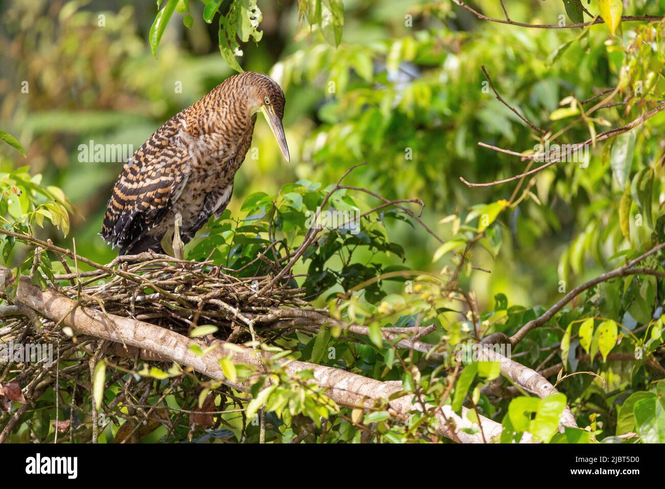 Costa Rica, Limon Province, Tortuguero National Park, Mexican Onore (Tigrisoma mexicanum) Stock Photo