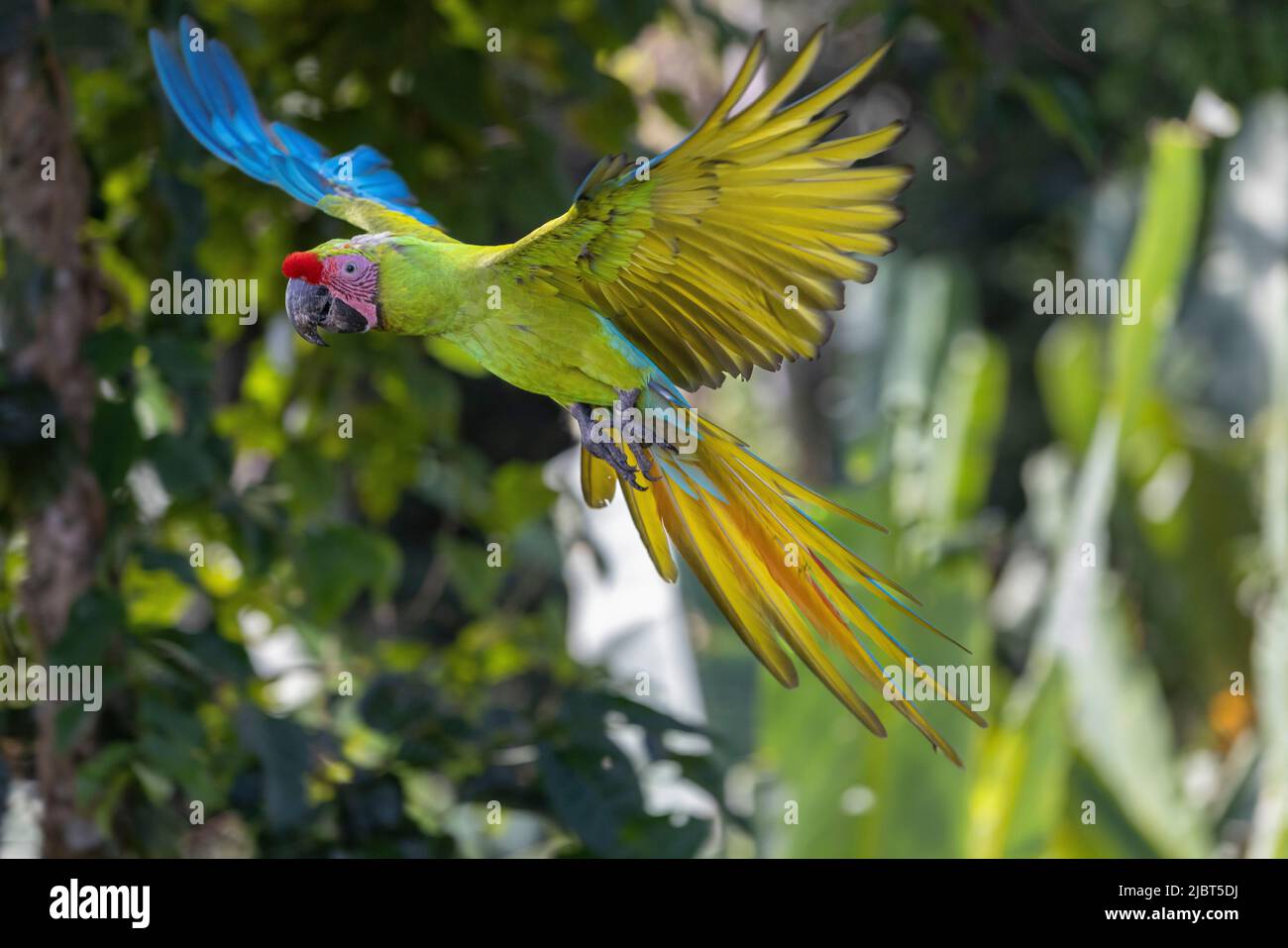 Costa Rica, Limon Province, Buffon's Macaw (Ara ambiguus) in the rainforest of the Caribbean coast Stock Photo