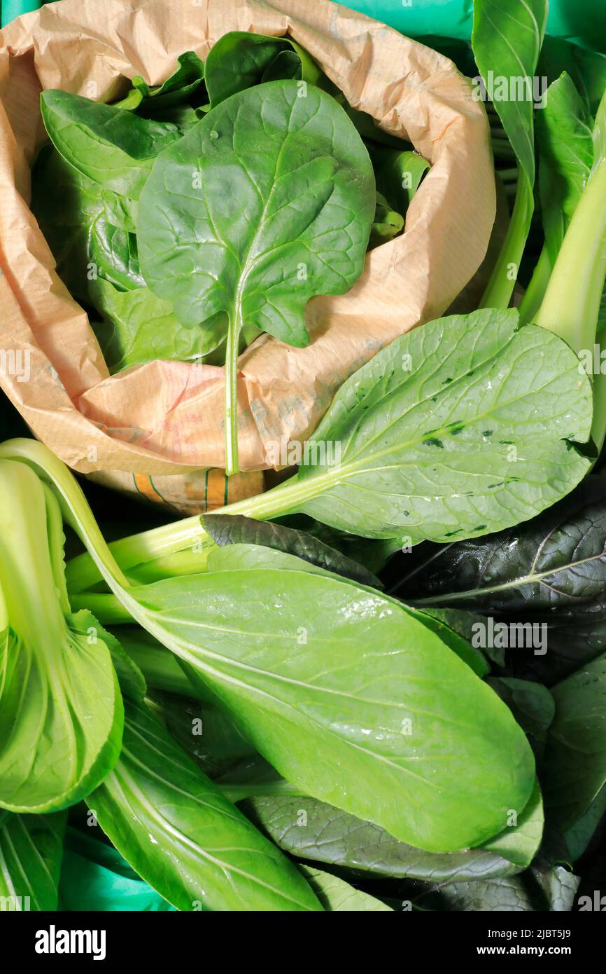 France, Loire Atlantique, Nantes Metropole, Les Sorinieres, organic market gardening by Olivier Durand, Chinese pakchoy cabbage and organic spinach Stock Photo