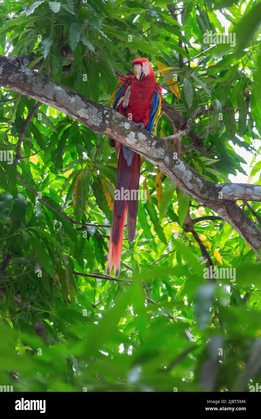 costa-rica-guanacaste-province-parrot-scarlet-macaw-ara-macao-stock