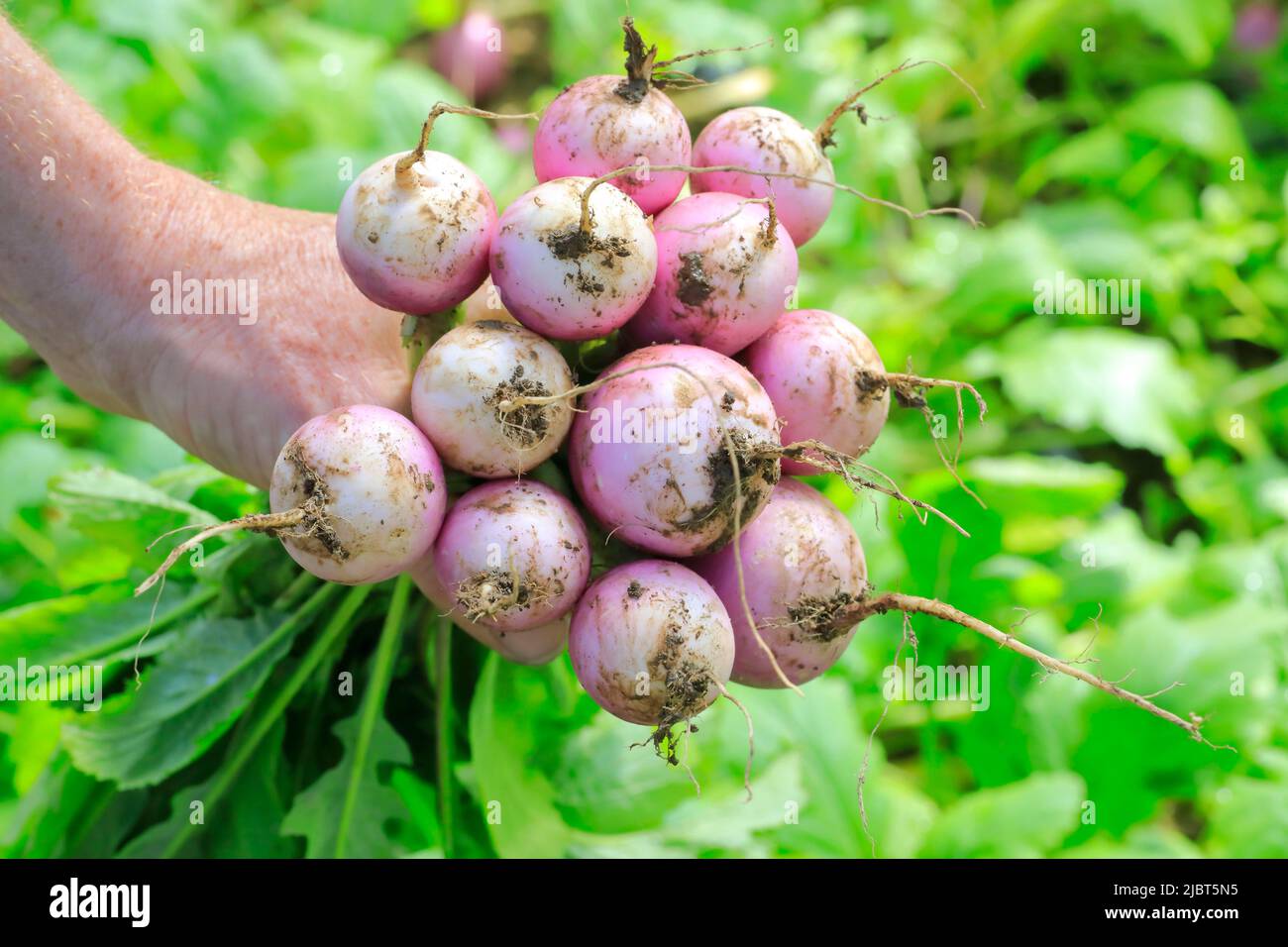 France, Loire Atlantique, Nantes Metropole, Les Sorinieres, organic market gardening by Olivier Durand, harvest of kabu turnips Stock Photo