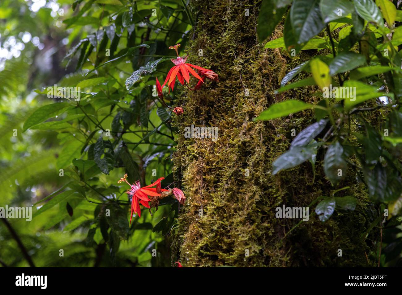 Costa Rica, Alajuela province, Tenorio volcano national park, passion flower (Passiflora coccinea) Stock Photo