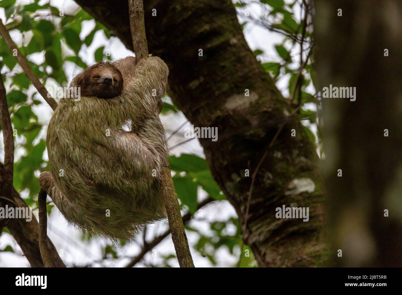 Paresseux animal hi-res stock photography and images - Alamy