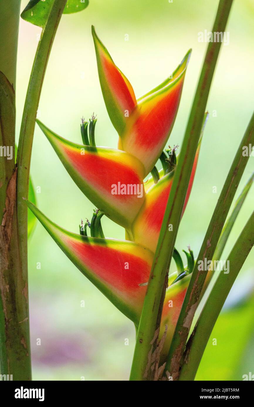 Costa Rica, Alajuela province, heliconia (Heliconia wagneriana) Stock Photo