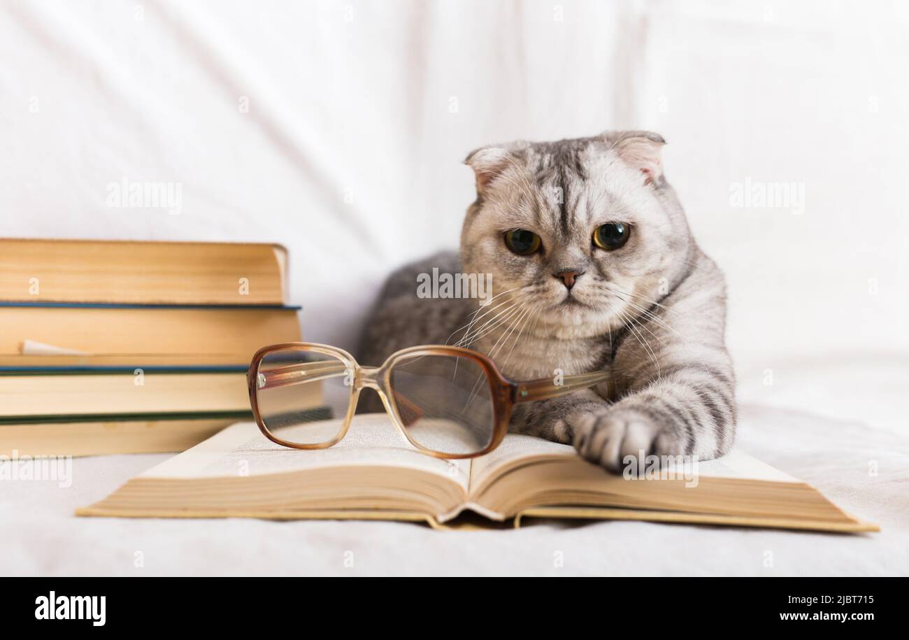 Cute cat plays with glasses and open books close up Stock Photo