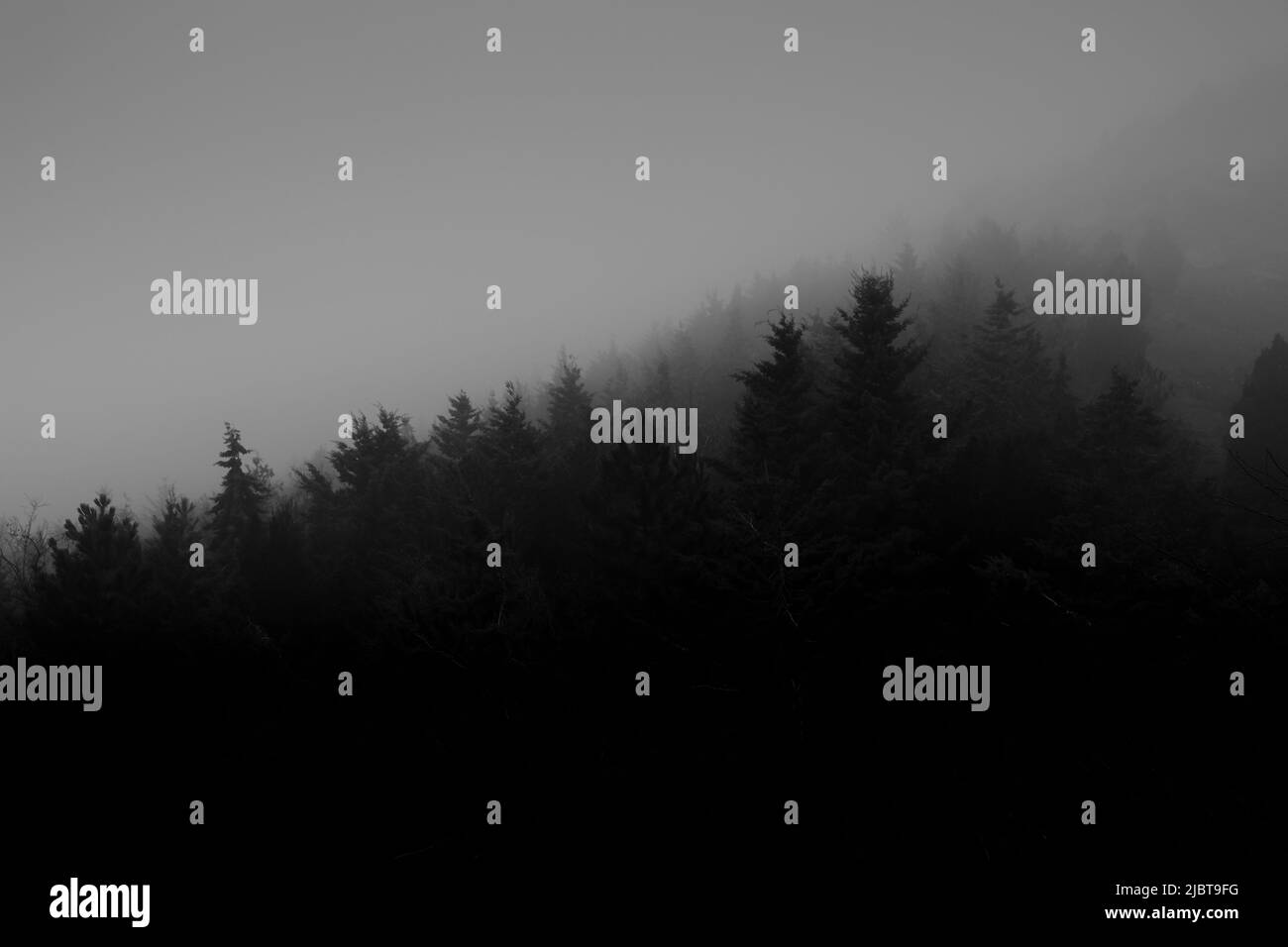Pine forest covered in Fog, Black and white Stock Photo - Alamy