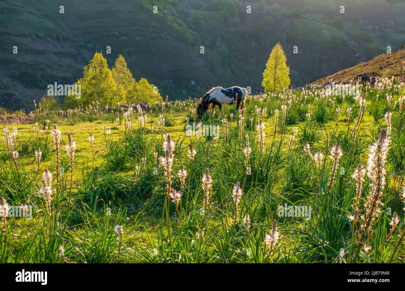 France, Pyrenees Atlantiques, pottok at sunrise in a flowery clearing of asphodels in the Basque Country Stock Photo