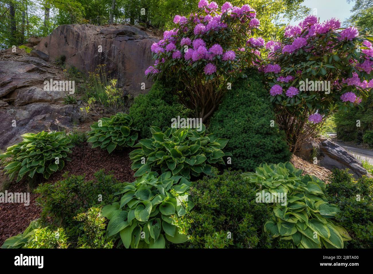 Rhododendron blooming in a shade garden with lush green foloiage plants. Stock Photo