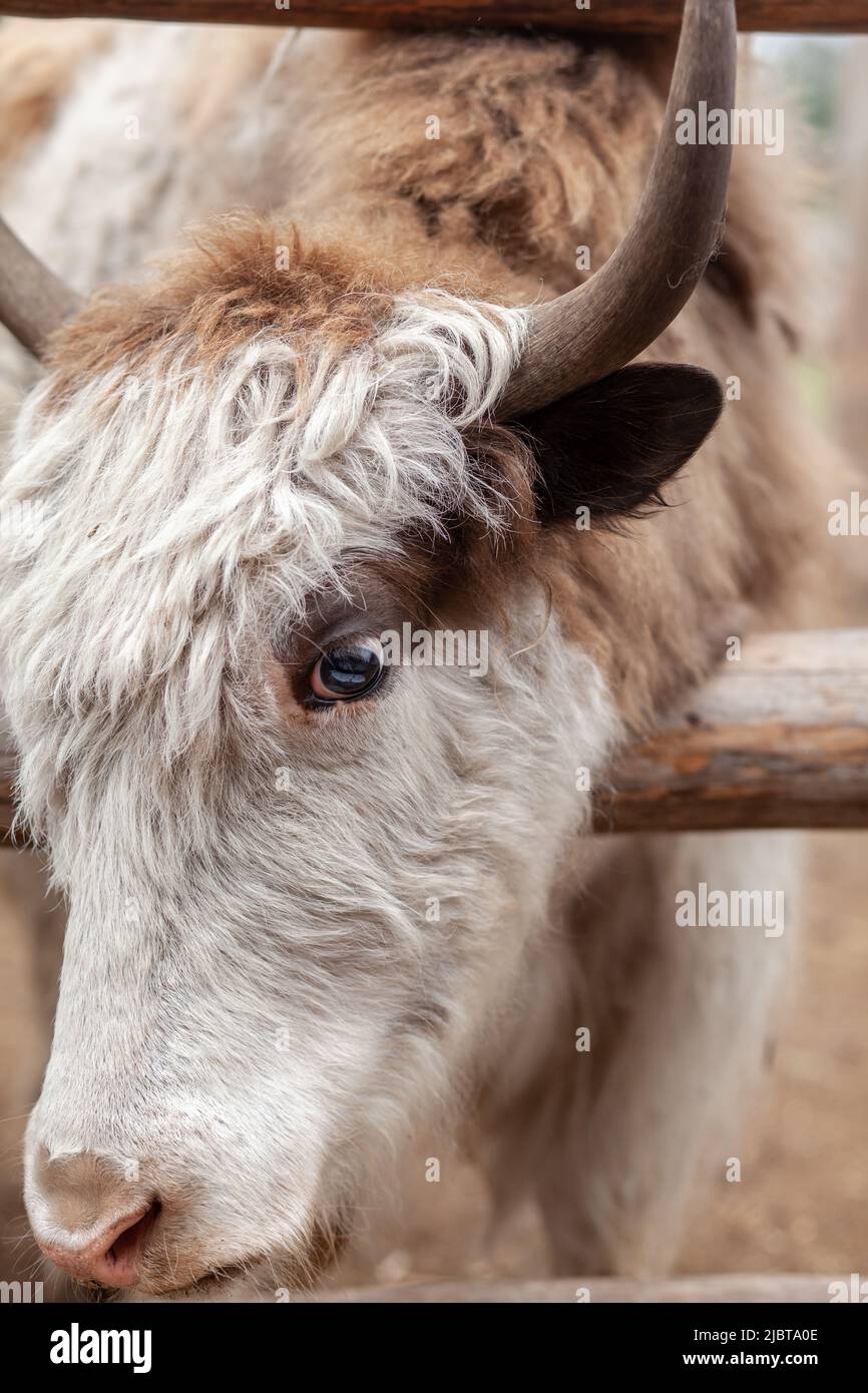 The head of a large cow or bull with horns. Portrait of a head of