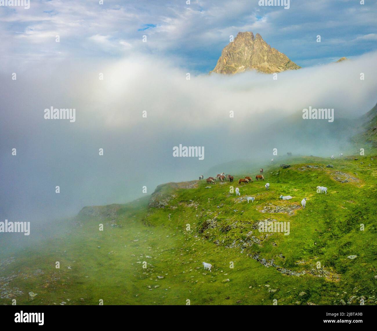 France, Pyrenees Atlantiques, Le Pic d'Ossau, horses and cows in mountain pastures (aerial view) Stock Photo