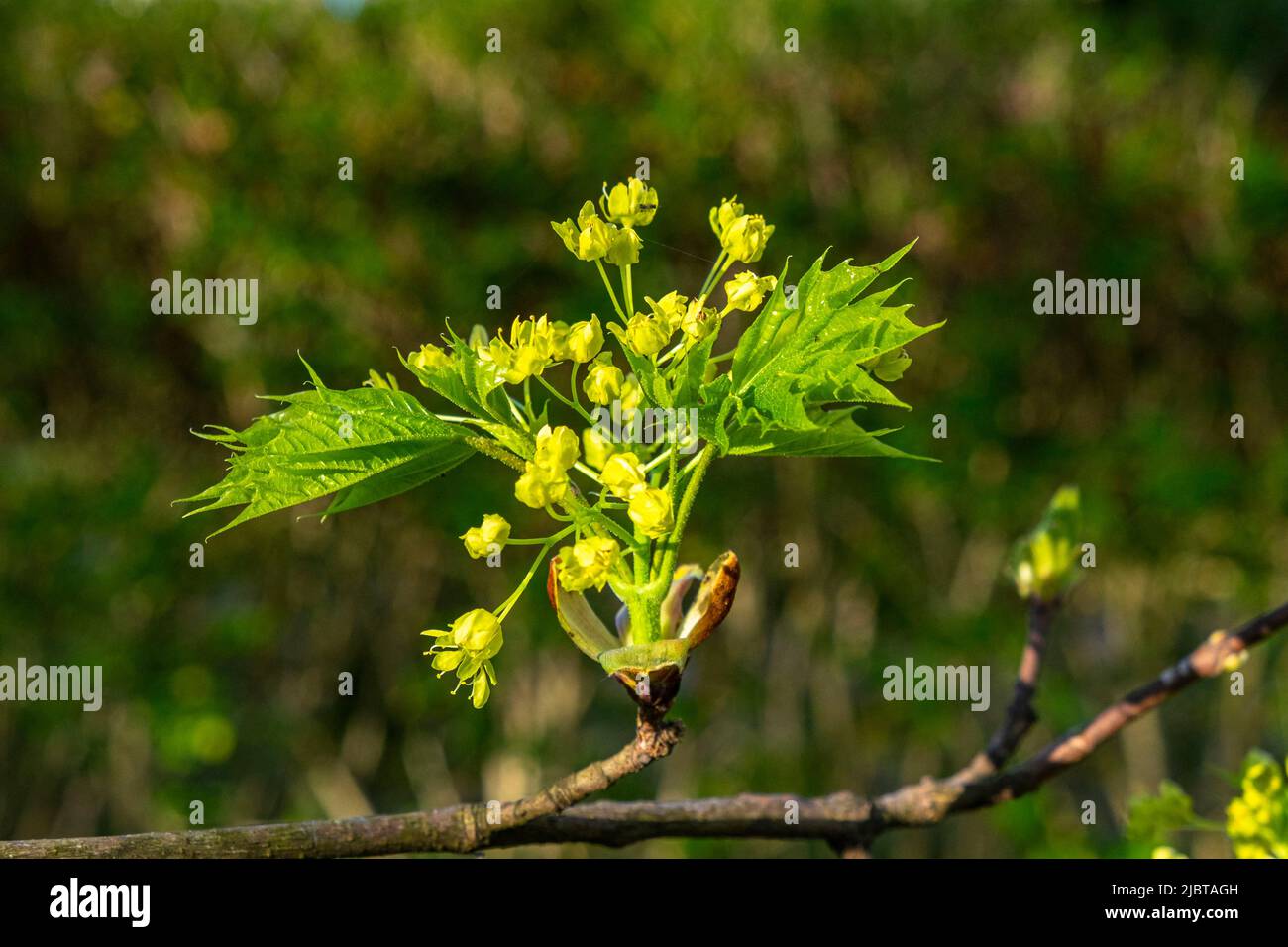 Field maple (Acer campestre Stock Photo - Alamy
