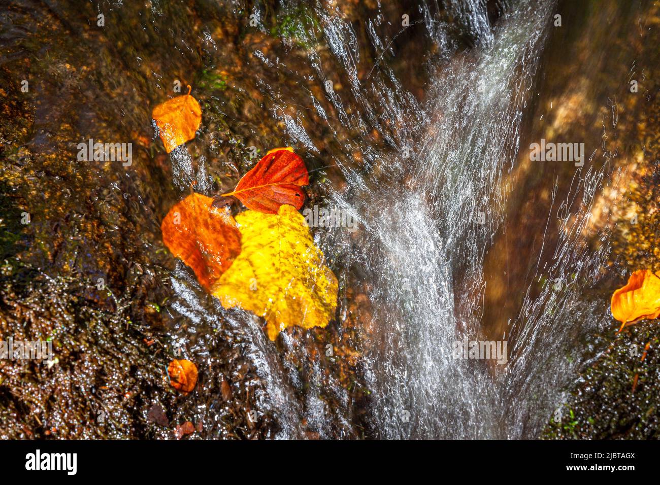 France, Correze, Vezere river in autumn, Parc Naturel Regional de Millevaches (Millevaches Regional Natural Park) Stock Photo