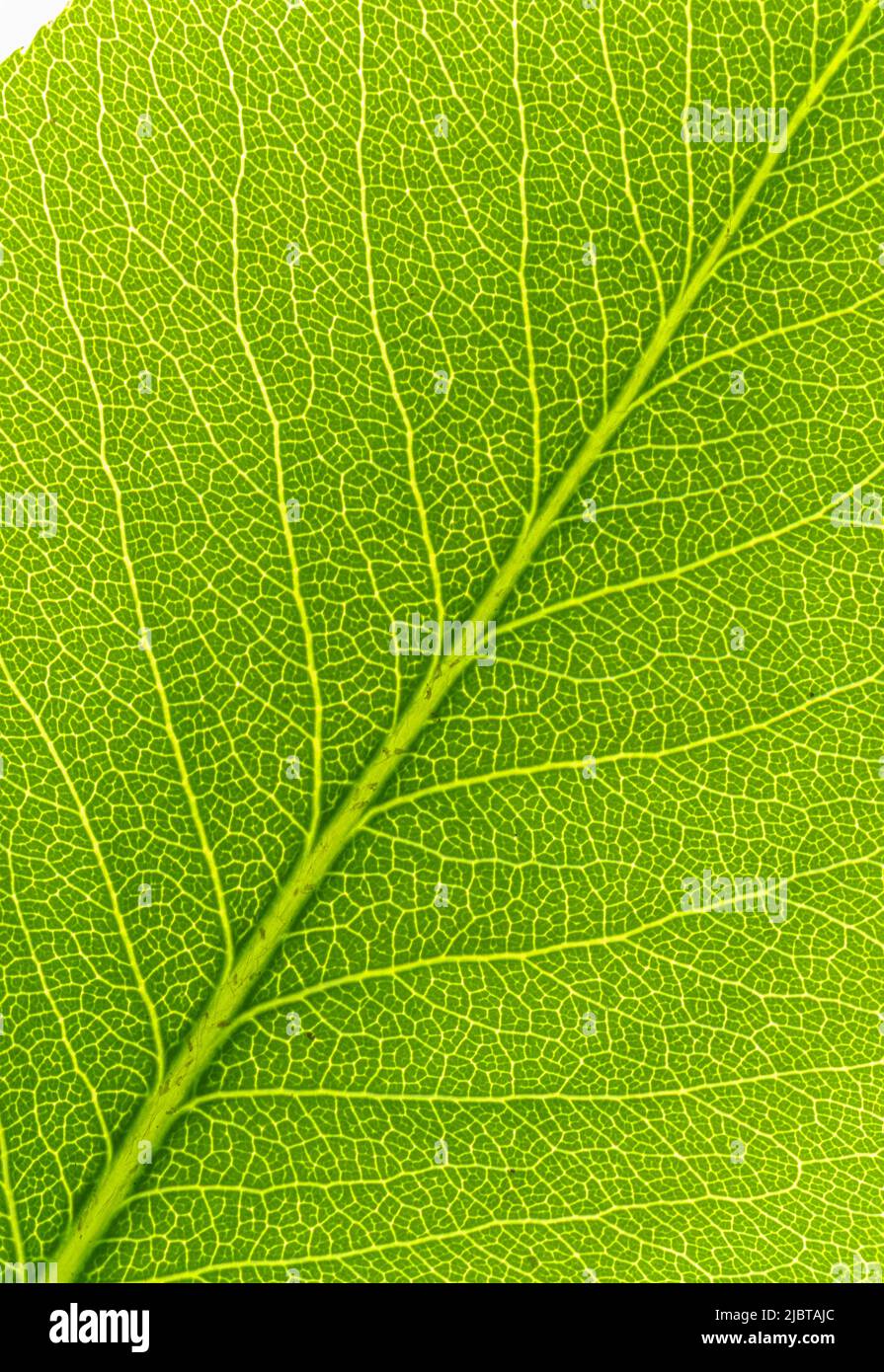 Pear tree leaf Stock Photo