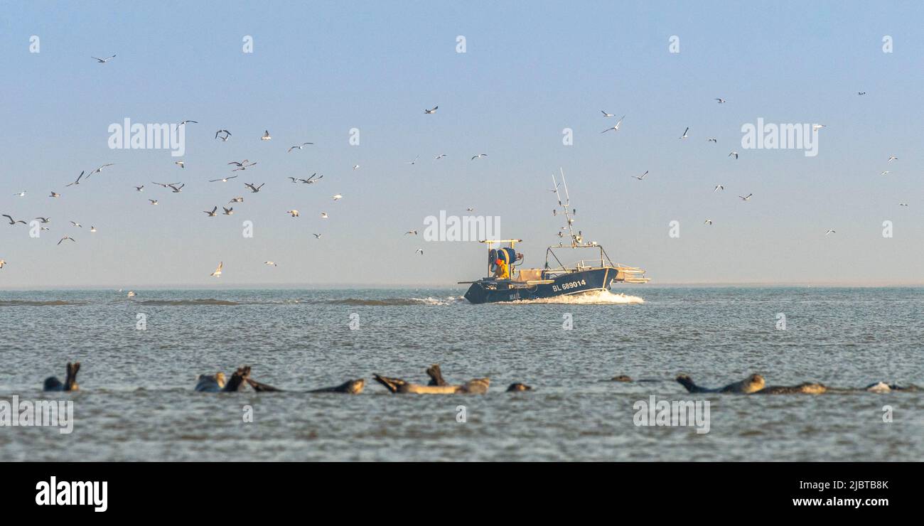 France, Somme, Le Hourdel, as the tide goes out, seals come to rest on the sandbanks Stock Photo