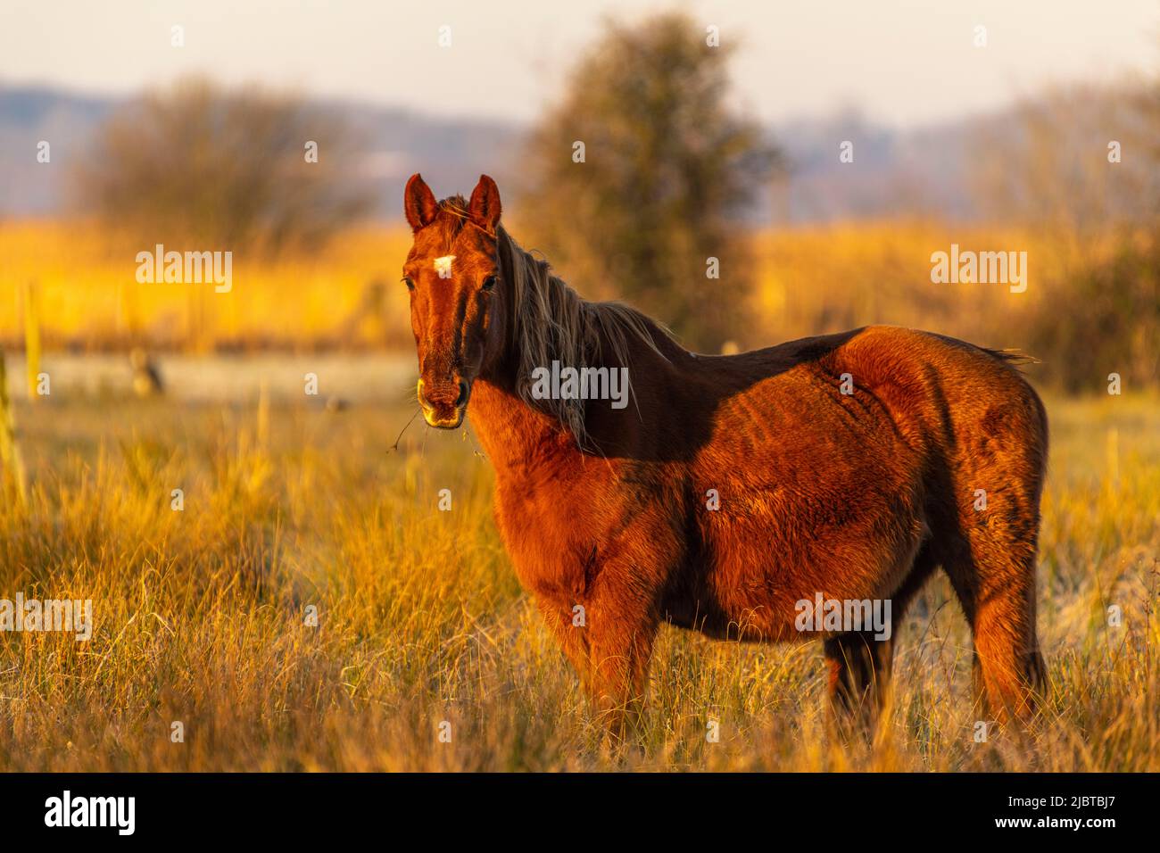 France, Somme, Baie de Somme, Noyelles-sur-mer, Henson horse grazing with its winter coat Stock Photo