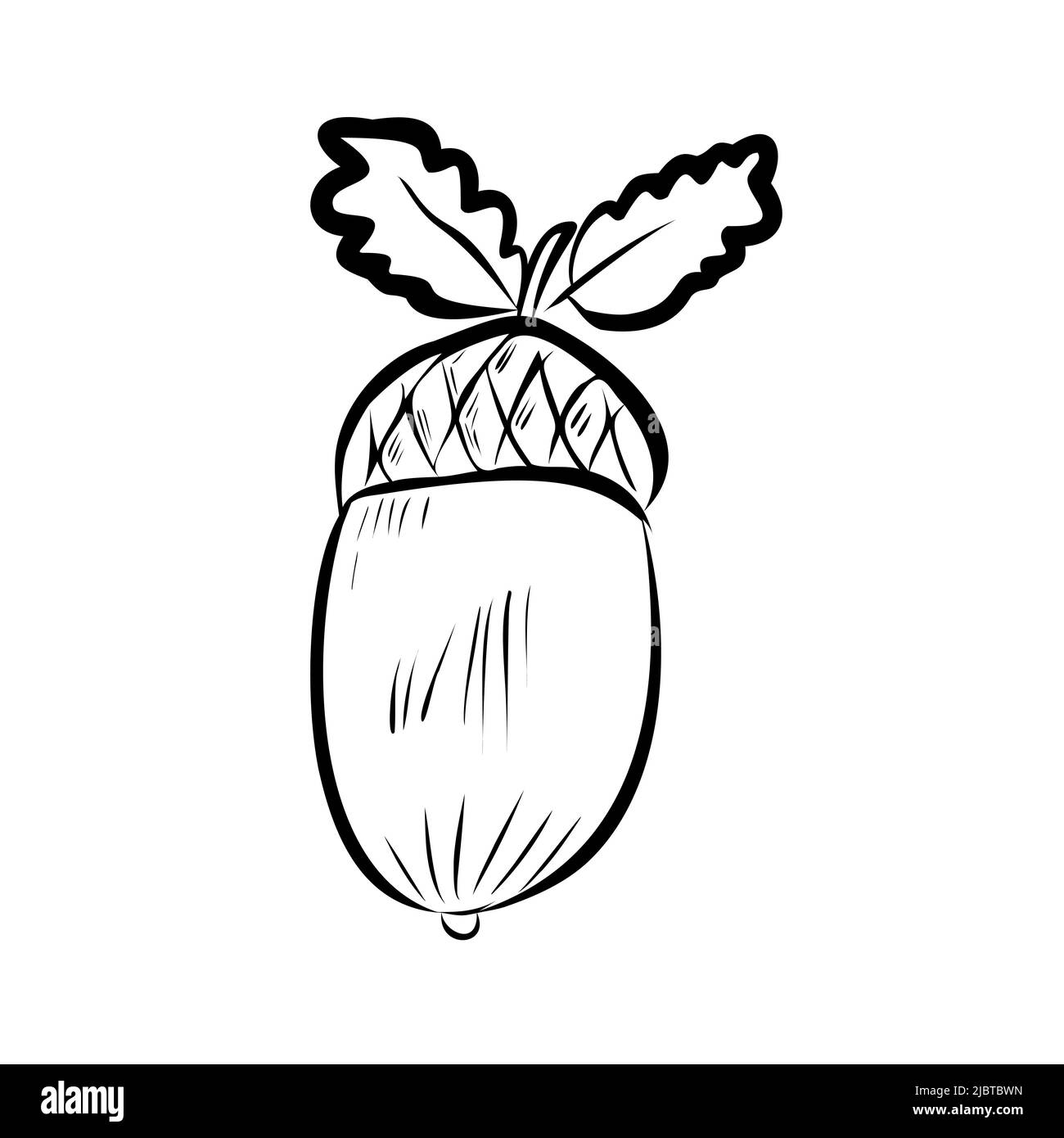 acorns and leaves clip art