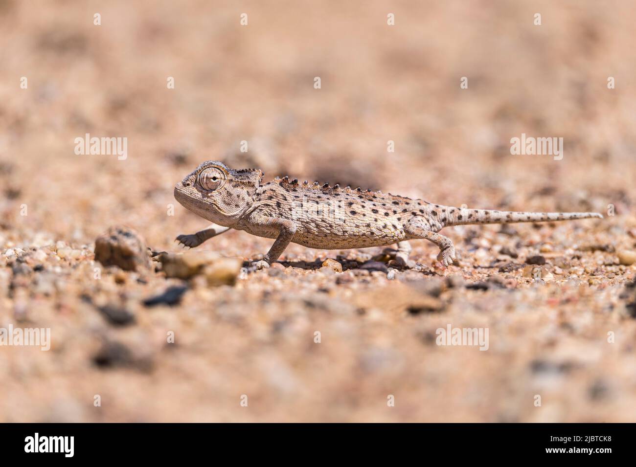 Namibia, Skeleton Coast, Erongo region, Swakopmund, Namib Desert, Namaqua Chameleon (Chamaeleo namaquensis) Stock Photo