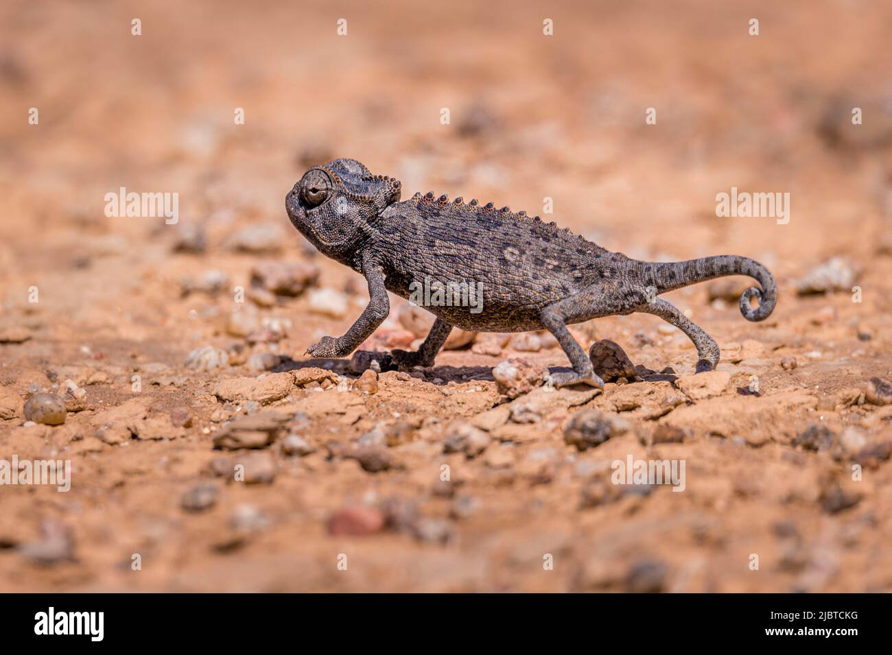 Namibia, Skeleton Coast, Erongo region, Swakopmund, Namib Desert, Namaqua Chameleon (Chamaeleo namaquensis) Stock Photo