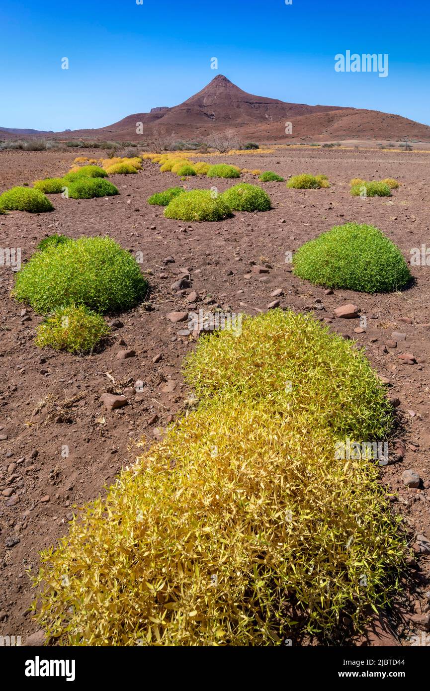 Namibia, Kunene region, Damaraland, Bergsig, clumps of vegetation in
